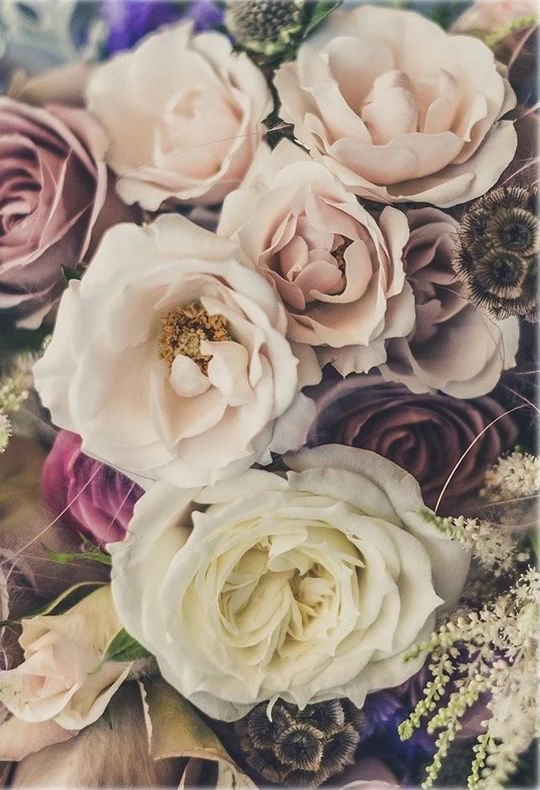 Rosen in Creme und Altrosa aus der Nähe
